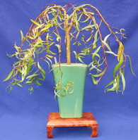 بید فری / بید چینی